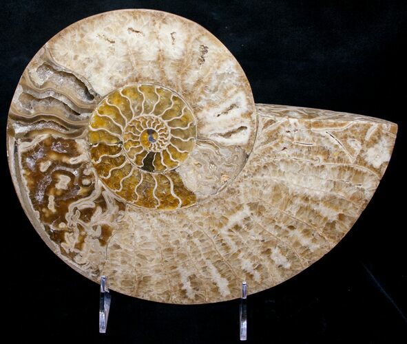 Beautiful Choffaticeras Ammonite - Half #8731
